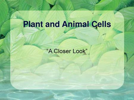 Plant and Animal Cells “A Closer Look” fdhdhdhtd.