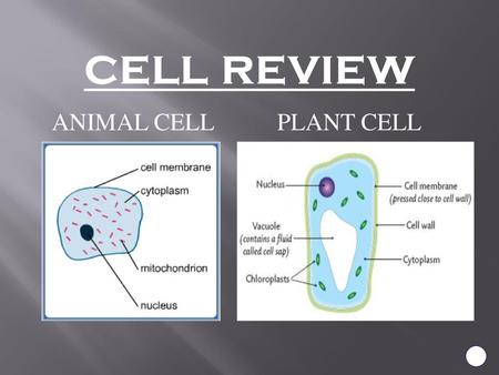 Cell review ANIMAL CELL PLANT CELL.