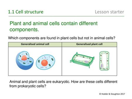 Generalised animal cell Generalised plant cell