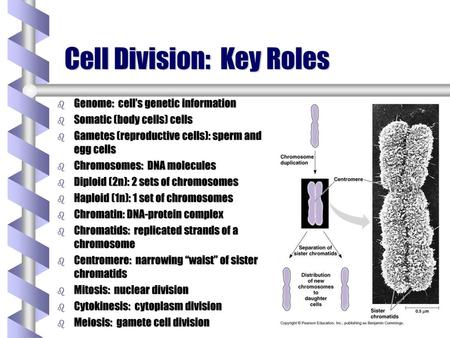Cell Division: Key Roles