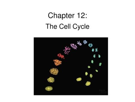 Chapter 12: The Cell Cycle 1.