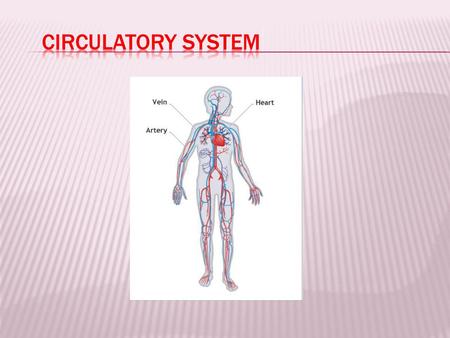 CIRCULATORY SYSTEM.