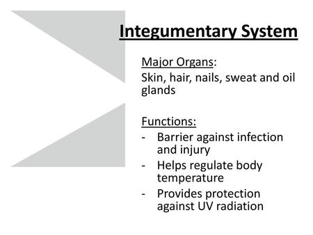 Integumentary System Major Organs: