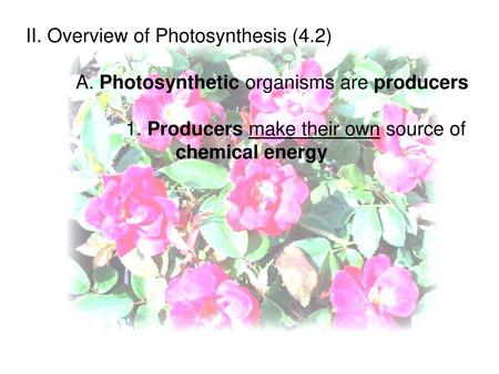 II. Overview of Photosynthesis (4.2)
