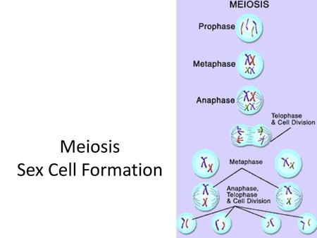Meiosis Sex Cell Formation