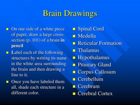 Brain Drawings Spinal Cord Medulla Reticular Formation Thalamus