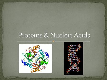 Proteins & Nucleic Acids