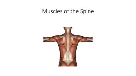 Muscles of the Spine.