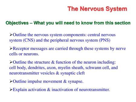 The Nervous System Objectives – What you will need to know from this section Outline the nervous system components: central nervous system (CNS) and the.