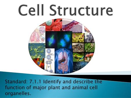 Cell Structure Standard: 7.1.1 Identify and describe the function of major plant and animal cell organelles.