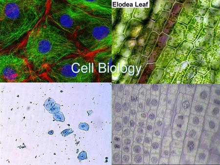Cell Biology.
