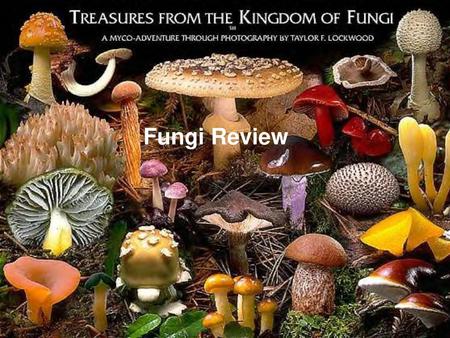 Fungi Review Fungi Review.