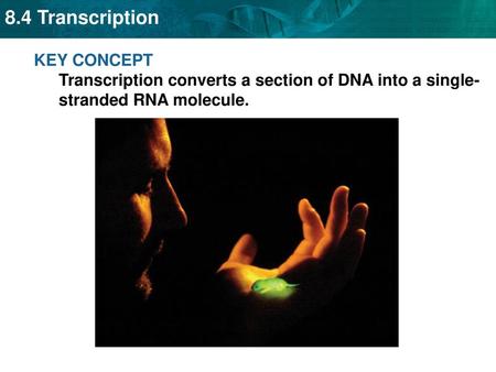 RNA carries DNA’s instructions.