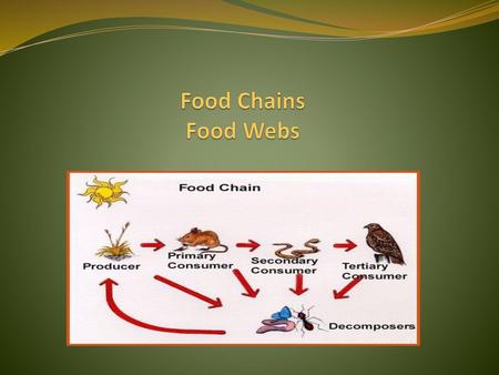 Food Chains Food Webs.