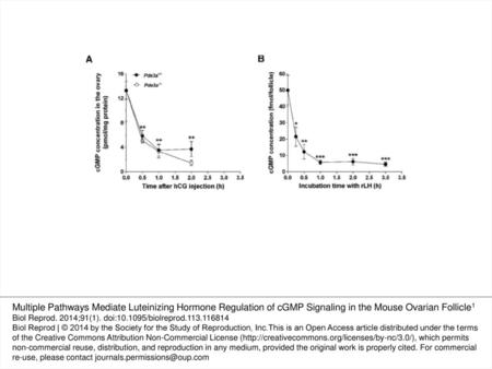 Fig. 1 Comparison of the rLH/hCG effects on cGMP levels in mouse ovary in vivo and cultured POFs in vitro. A) Comparison of the rLH/hCG effects on cGMP.