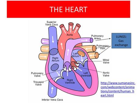 THE HEART LUNGS: Gas exchange