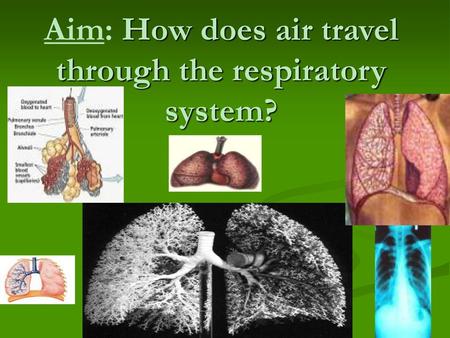 Aim: How does air travel through the respiratory system?