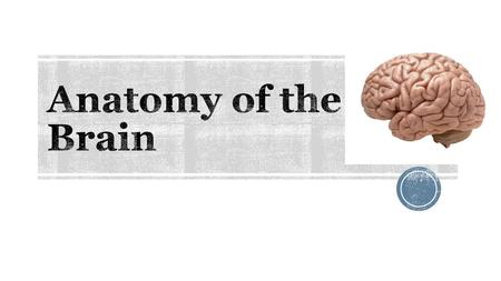 Anatomy of the Brain.