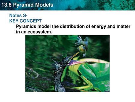 Notes S- KEY CONCEPT Pyramids model the distribution of energy and matter in an ecosystem.