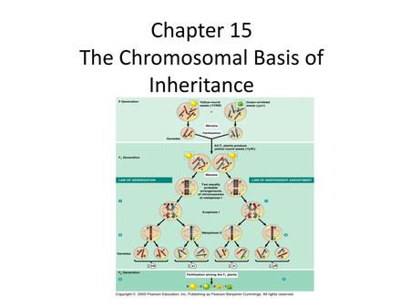 Chapter 15 The Chromosomal Basis of Inheritance