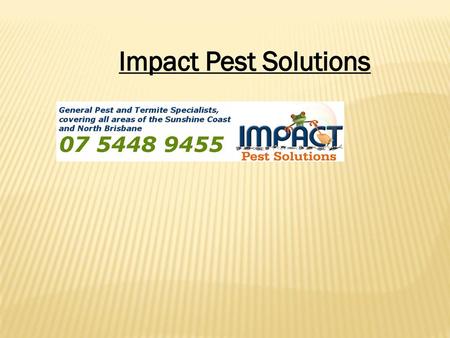 Impact Pest Solutions.