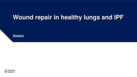Wound repair in healthy lungs and IPF