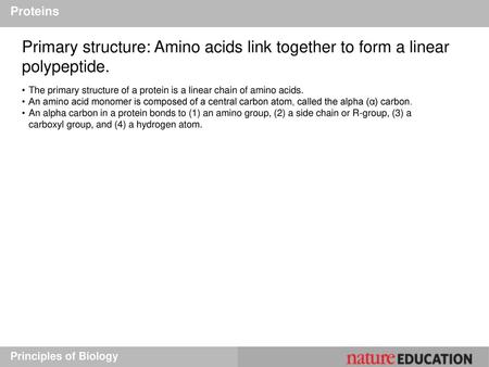 Proteins Primary structure: Amino acids link together to form a linear polypeptide. The primary structure of a protein is a linear chain of amino acids.