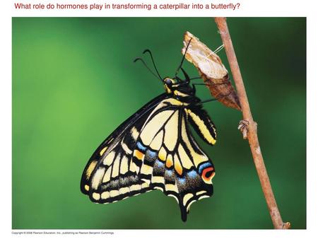 What role do hormones play in transforming a caterpillar into a butterfly? Figure 45.1 For the Discovery Video Endocrine System, go to Animation and Video.