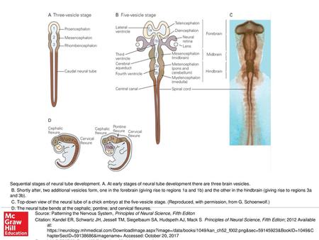D. The neural tube bends at the cephalic, pontine, and cervical flexures. Source: Patterning the Nervous System, Principles of Neural Science, Fifth Editon.