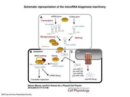 Schematic representation of the microRNA biogenesis machinery.