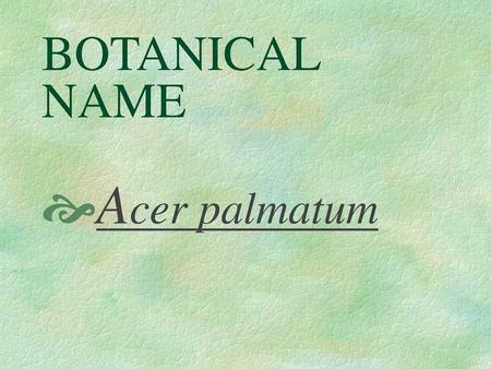 BOTANICAL NAME Acer palmatum.