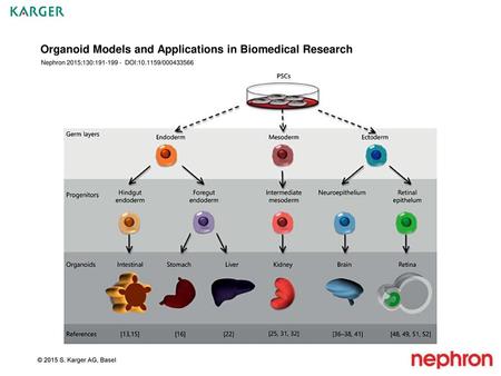 Organoid Models and Applications in Biomedical Research