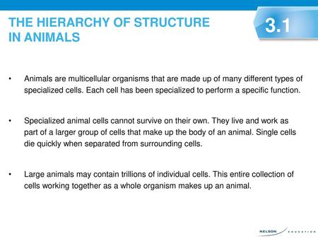 THE HIERARCHY OF STRUCTURE IN ANIMALS