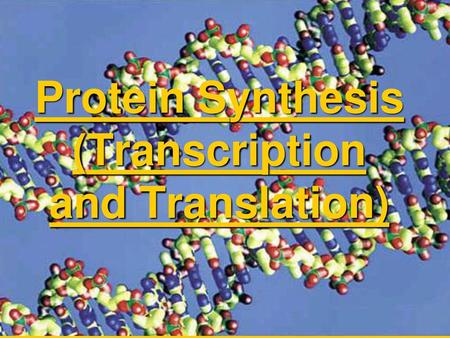 Protein Synthesis (Transcription and Translation)