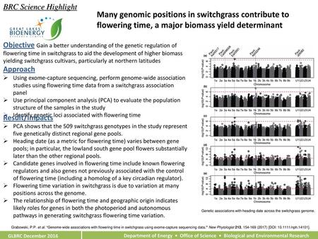 BRC Science Highlight Many genomic positions in switchgrass contribute to flowering time, a major biomass yield determinant Objective Gain a better understanding.