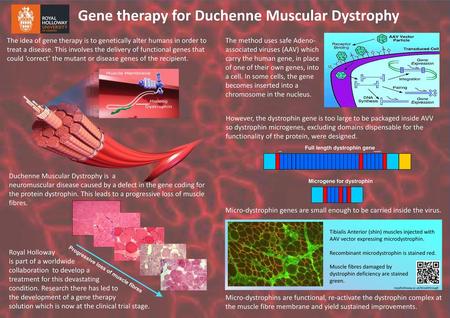 Full length dystrophin gene Microgene for dystrophin