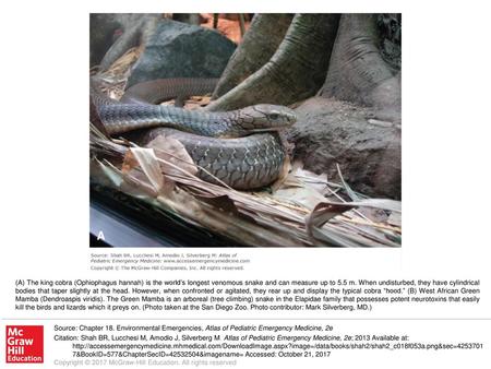 (A) The king cobra (Ophiophagus hannah) is the world’s longest venomous snake and can measure up to 5.5 m. When undisturbed, they have cylindrical bodies.