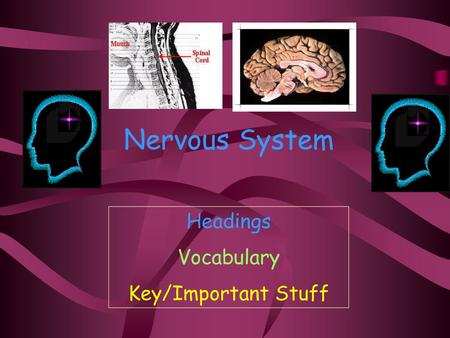 Nervous System Headings Vocabulary Key/Important Stuff.