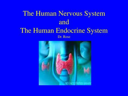 The Human Nervous System and The Human Endocrine System Dr. Rose