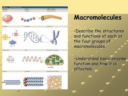 Macromolecules -Describe the structures and functions of each of the four groups of macromolecules. -Understand basic enzyme function and how it is affected.