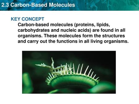 KEY CONCEPT Carbon-based molecules (proteins, lipids, carbohydrates and nucleic acids) are found in all organisms. These molecules form the structures.