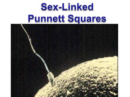 Sex-Linked Punnett Squares.