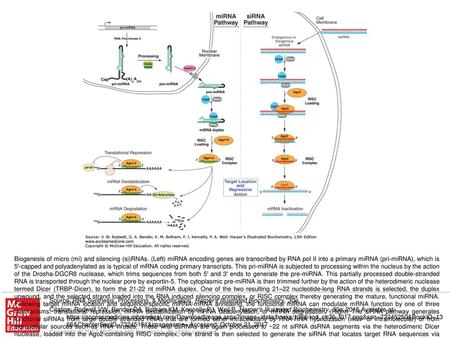 Biogenesis of micro (mi) and silencing (si)RNAs