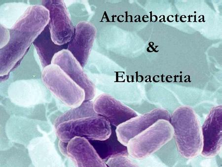 Archaebacteria & Eubacteria.