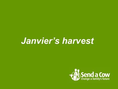 Janvier’s harvest.