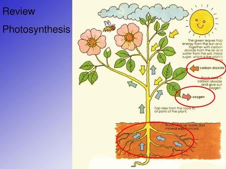 Review Photosynthesis.