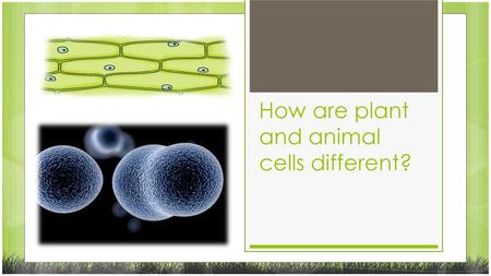 How are plant and animal cells different?