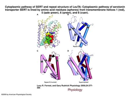 Cytoplasmic pathway of SERT and repeat structure of LeuTA: Cytoplasmic pathway of serotonin transporter SERT is lined by amino acid residues (spheres)