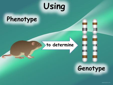 Using Phenotype Genotype to determine.