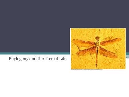 Phylogeny and the Tree of Life